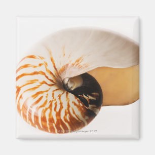 Aimant Coquillage de Nautilus (stenomphalus de Nautilus)