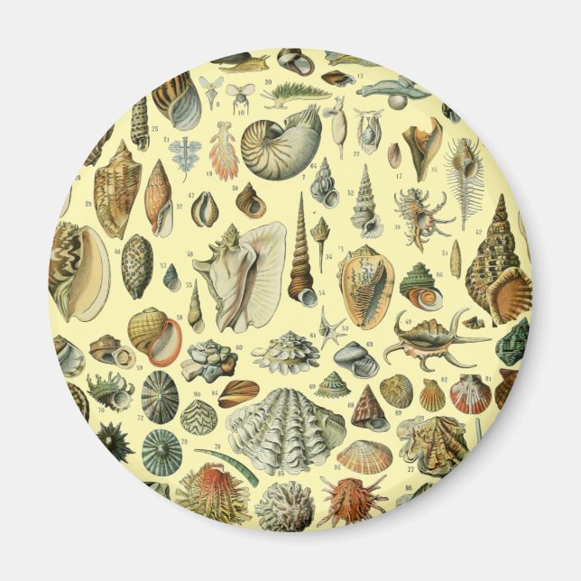 Aimant Coquillages de coquillages Mollusk Clam Élégant Ar (Devant)