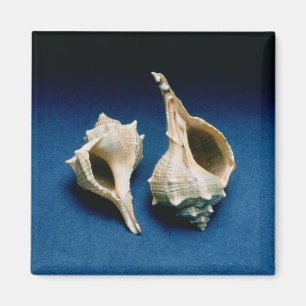 Aimant Coquille de Murex