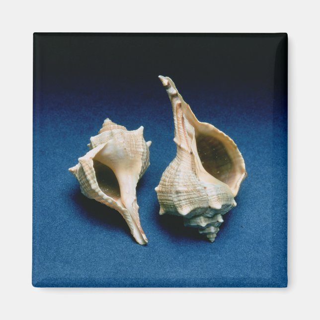 Aimant Coquille murex (Devant)