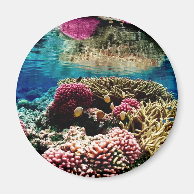 Aimant Corail Reef (Devant)
