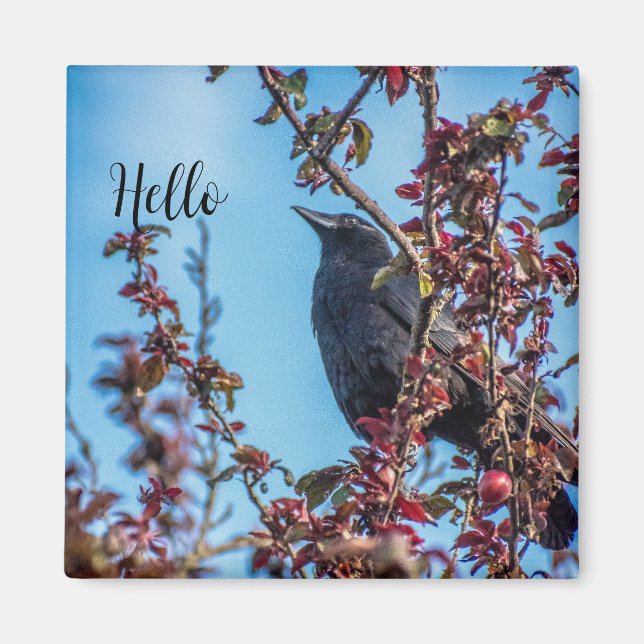 Aimant Corbeau dit bonjour  (Devant)