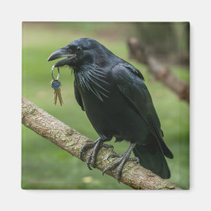 Aimant Corbeau sur une branche avec clé