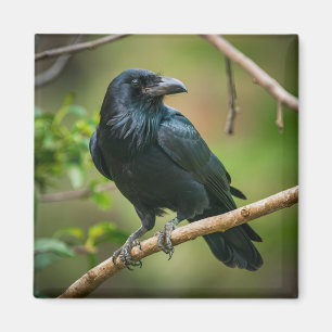 Aimant Corbeau sur une branche d'arbre
