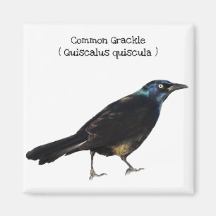 Aimant Corbeille commune