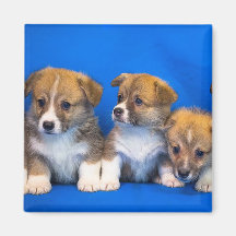 Corgi Puppies