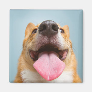 Aimant Corgi très heureux des images   de Getty