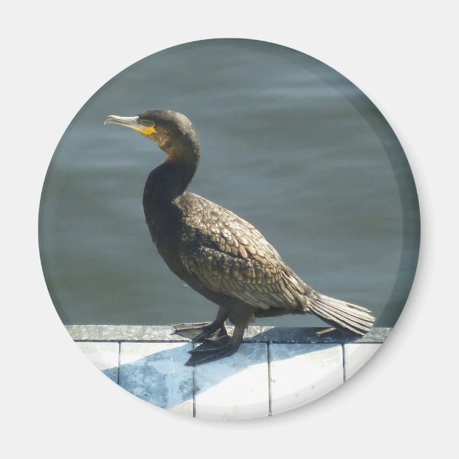 Aimant Cormorant (Devant)