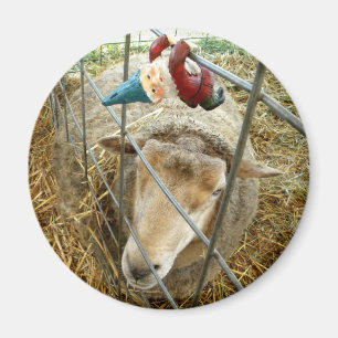 Aimant Cornélius et les moutons