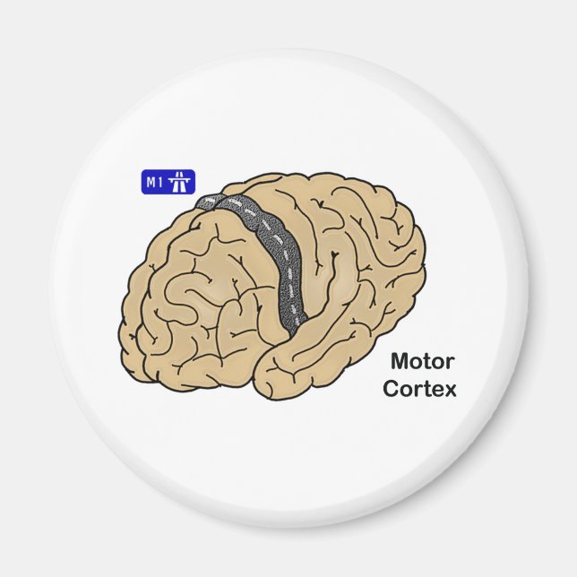 Aimant Cortex moteur (Devant)