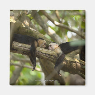 Aimant Costa Rica, Deux singes reposant sur l'arbre, allo