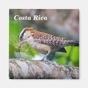 Aimant Costa Rica - Grand oiseau d'Amérique