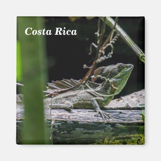 Aimant Costa Rica - Homme Émeraude Basilisque Lizard (Devant)