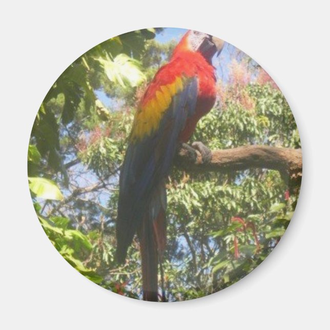 Aimant Costa Rica Macaw (Devant)