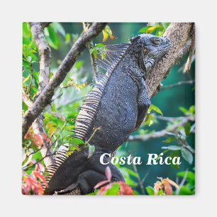 Aimant Costa Rica, Muelle - Lazy Iguana reposant dans un
