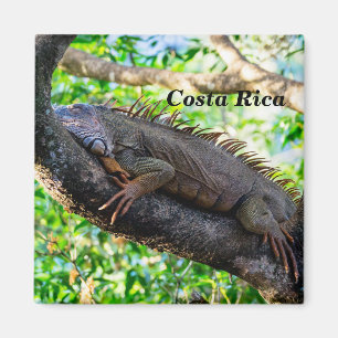Aimant Costa Rica, Muelle - Lazy Iguana reposant dans un 