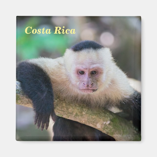 Aimant Costa Rica - Singe à tête blanche (Devant)