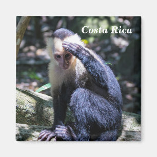 Aimant Costa Rica - Singe à tête blanche
