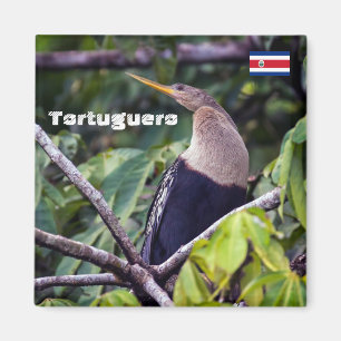 Aimant Costa Rica, Tortuguero - Anhinga