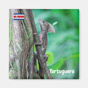 Aimant Costa Rica, Tortuguero - Basilisk Lizard