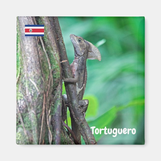 Aimant Costa Rica, Tortuguero - Basilisk Lizard (Devant)