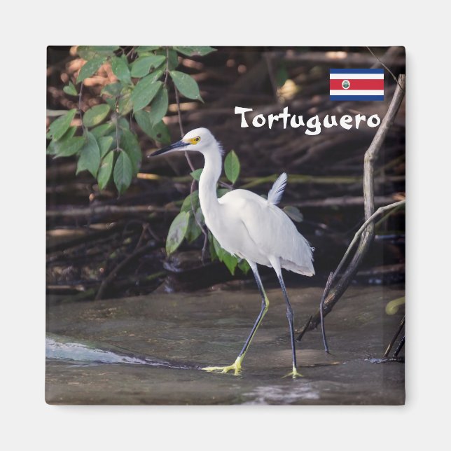 Aimant Costa Rica, Tortuguero - Egretta thula (Devant)