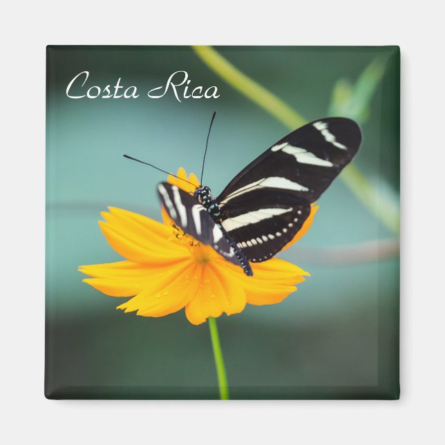 Aimant Costa Rica - Zebra Longwing Butterfly (Devant)