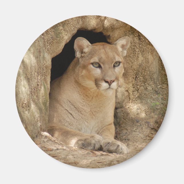 Aimant Cougar 011 (Devant)