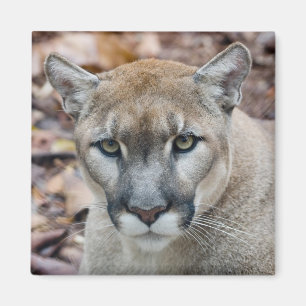 Aimant Couguar, lion de montagne, panthère de Floride, Pu