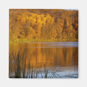 Aimant Couleurs d'automne dans le parc d'État Maplewood p