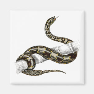 Aimant couleuvre à queue rouge vintage