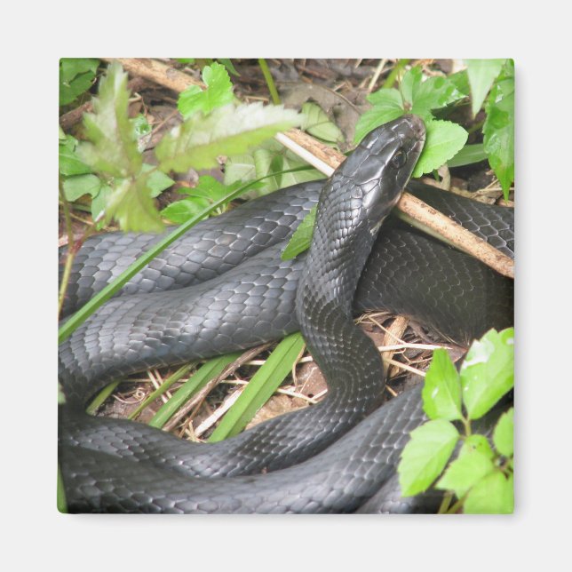 Aimant Couleuvre noire (Devant)