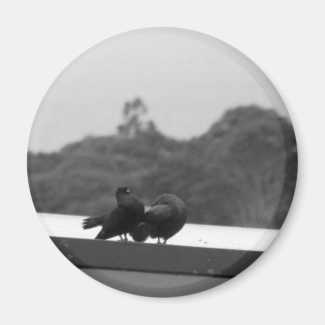 Aimant Courage de pigeons (Devant)