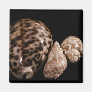 Aimant Cowrie Cones