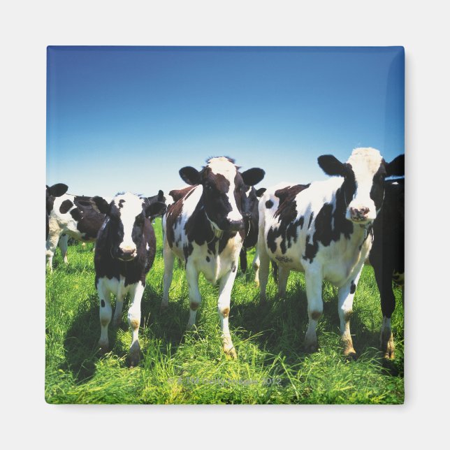 Aimant Cows in the field, Betsukai town, Hokkaido (Devant)