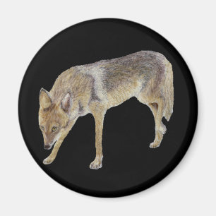 Aimant Coyote