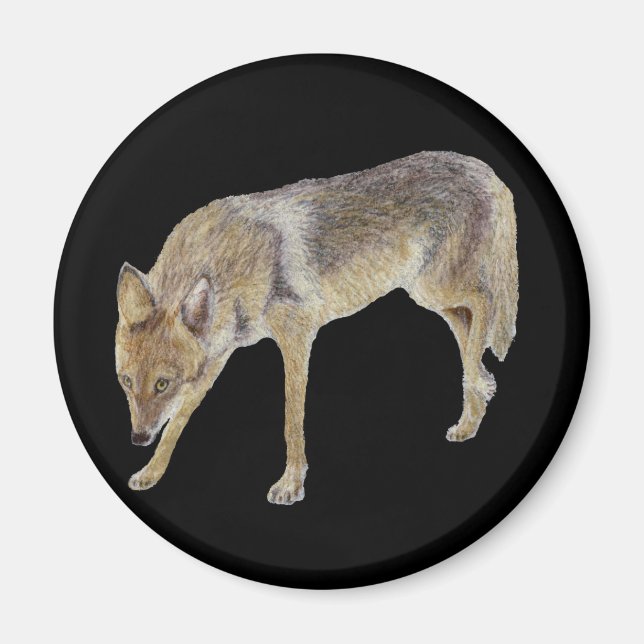 Aimant Coyote (Devant)