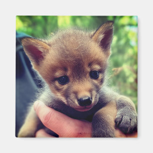 Aimant Coyote Cub