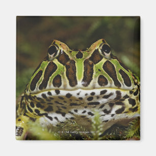 Aimant Cranwelli de Ceratophrys