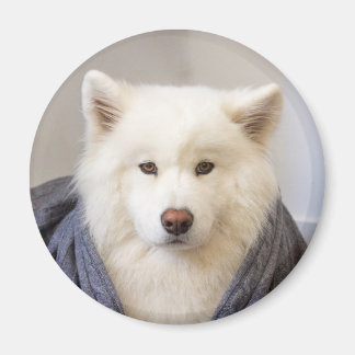 Aimant CRB - Ours douillet