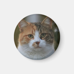 Aimant Créez Votre Propre Photo Personnalisée de Chat de 