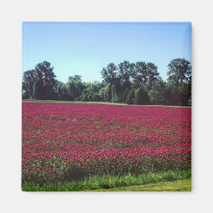 Aimant Crimson Clover Field, Oregon