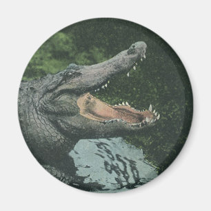 Aimant Crocodiles Reptiles, Vie Marine Animale Vintage