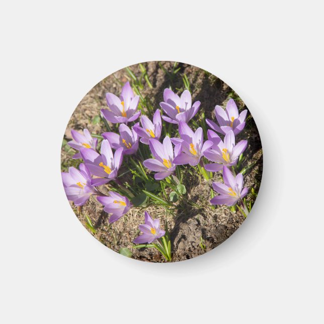 Aimant Crocus de printemps mignons (Devant)