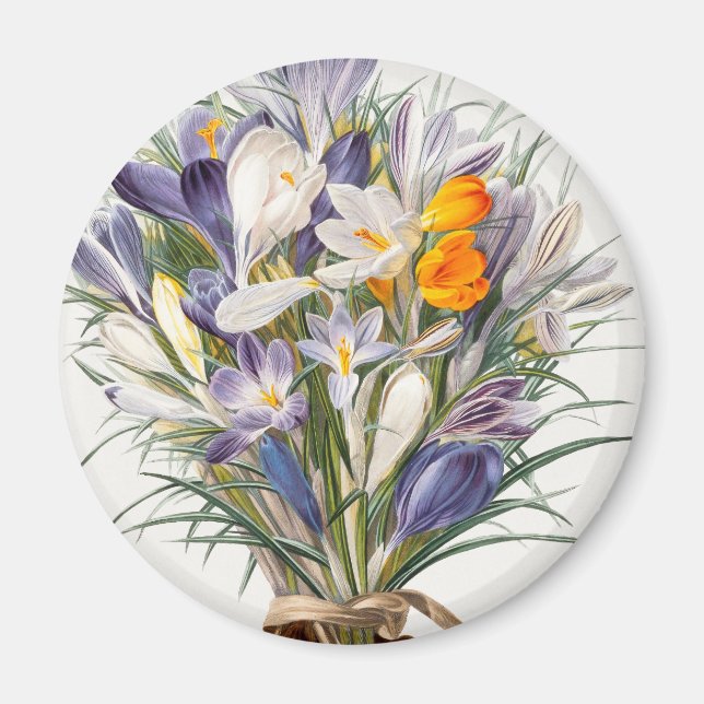 Aimant Crocus Spring Flower Botanique Floral Art (Devant)