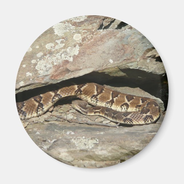 Aimant Crotale dans le parc national de Shenandoah (Devant)