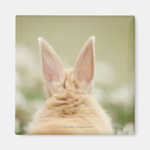 Aimant Cuniculus 2 d'Oryctolagus