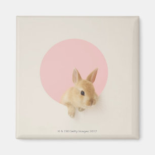 Aimant Cuniculus 3 d'Oryctolagus