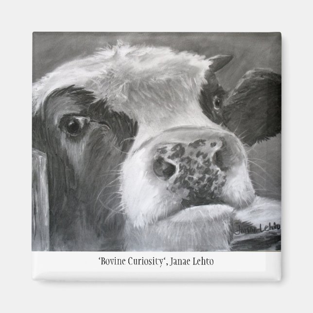 Aimant Curiosité bovine (Devant)