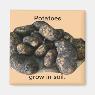 Aimant Custom Potato Magnets, harvested